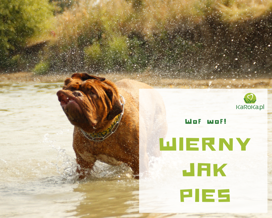 Twój wewnętrzny zwierz to pies!